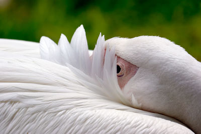 Close-up of bird preening