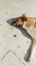 Close-up of dog on sand