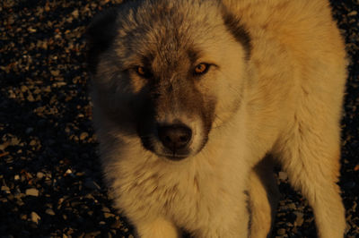 Caucasian shepherd