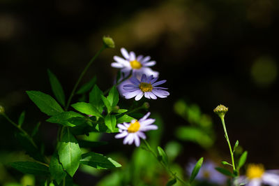 Close-up of purple flowering plant