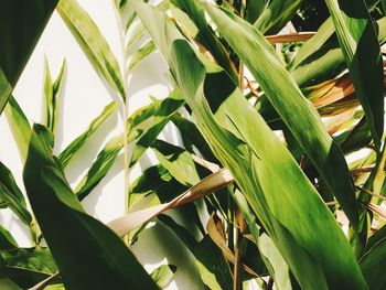 Close-up of fresh green plant