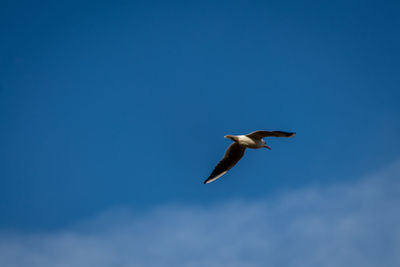 Low angle view of seagull flying in sky