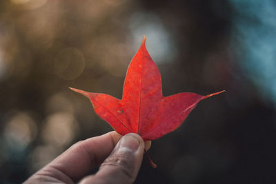 Close-up of hand holding leaf during autumn