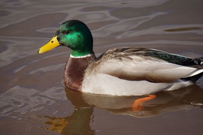 Close-up of mallard duck swimming in lake