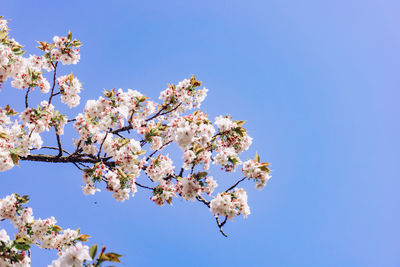 Low angle view of cherry blossoms against clear blue sky