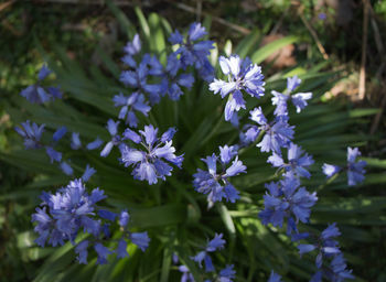 Purple flowers blooming outdoors