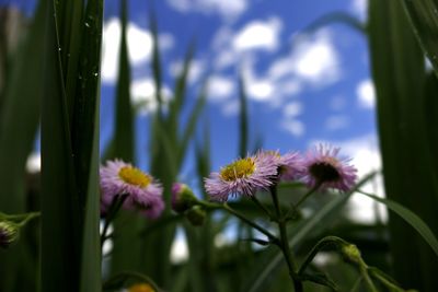 Close-up of flowers