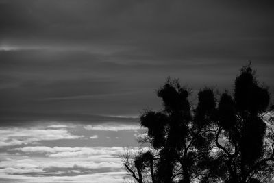 Trees against sky