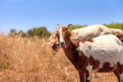 Portrait of sheep standing on field against clear sky