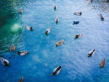 Birds swimming in water