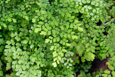 Full frame shot of fresh green plants