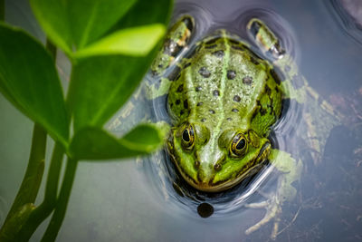 High angle view of frog in water