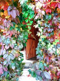 Ivy growing on plant