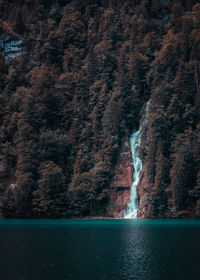 Scenic view of waterfall in forest