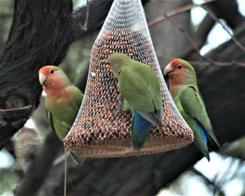 Close-up of parrot perching on branch
