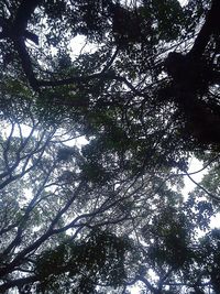 Low angle view of trees in forest