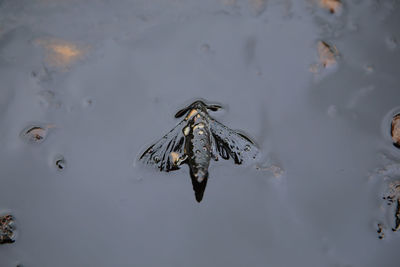 High angle view of fish swimming in lake