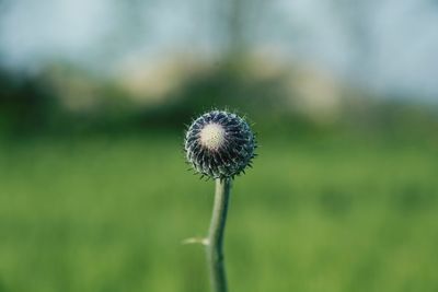 Close-up of dandelion against blurred background