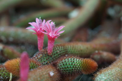 Close-up of pink succulent plant