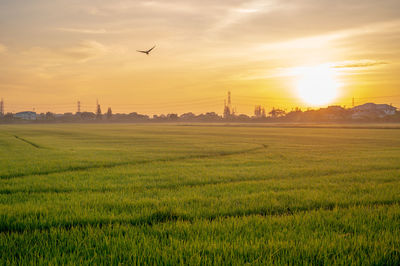 Scenic view of sunset over land