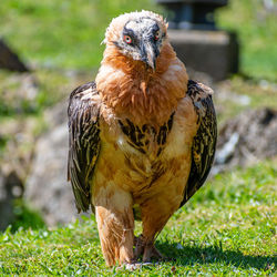 Close-up of vulture on field