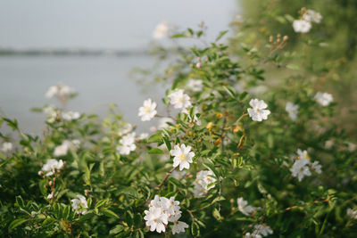 Close-up of white flowering plants on field