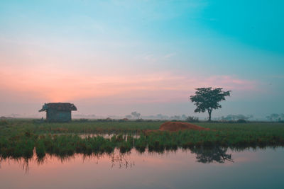 Little house and single tree