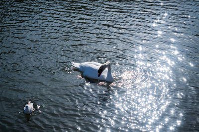 High angle view of bird swimming in lake