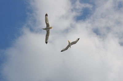 Low angle view of seagull flying in sky