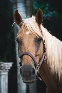 Close-up of a horse