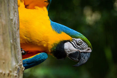 Close-up of a parrot