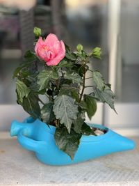 Close-up of potted plant on table