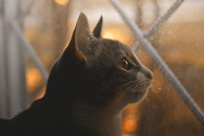 Close-up of a cat looking away