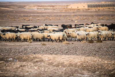 Black and white sheep grazing on field in one direction