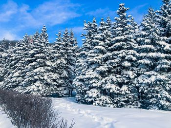 Snow covered tree against sky