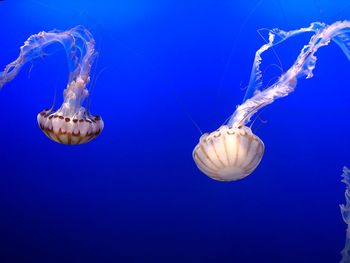 Close-up of jellyfish swimming in sea