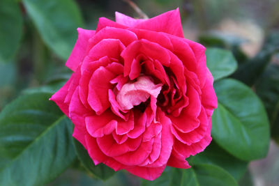 Close-up of pink rose