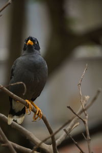 Close-up of bird perching on branch