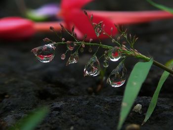 Close-up of plant in water