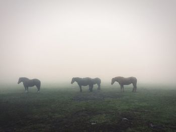 Horses grazing on field