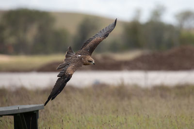 Bird flying over a field