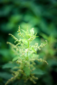 Close-up of plant against blurred background