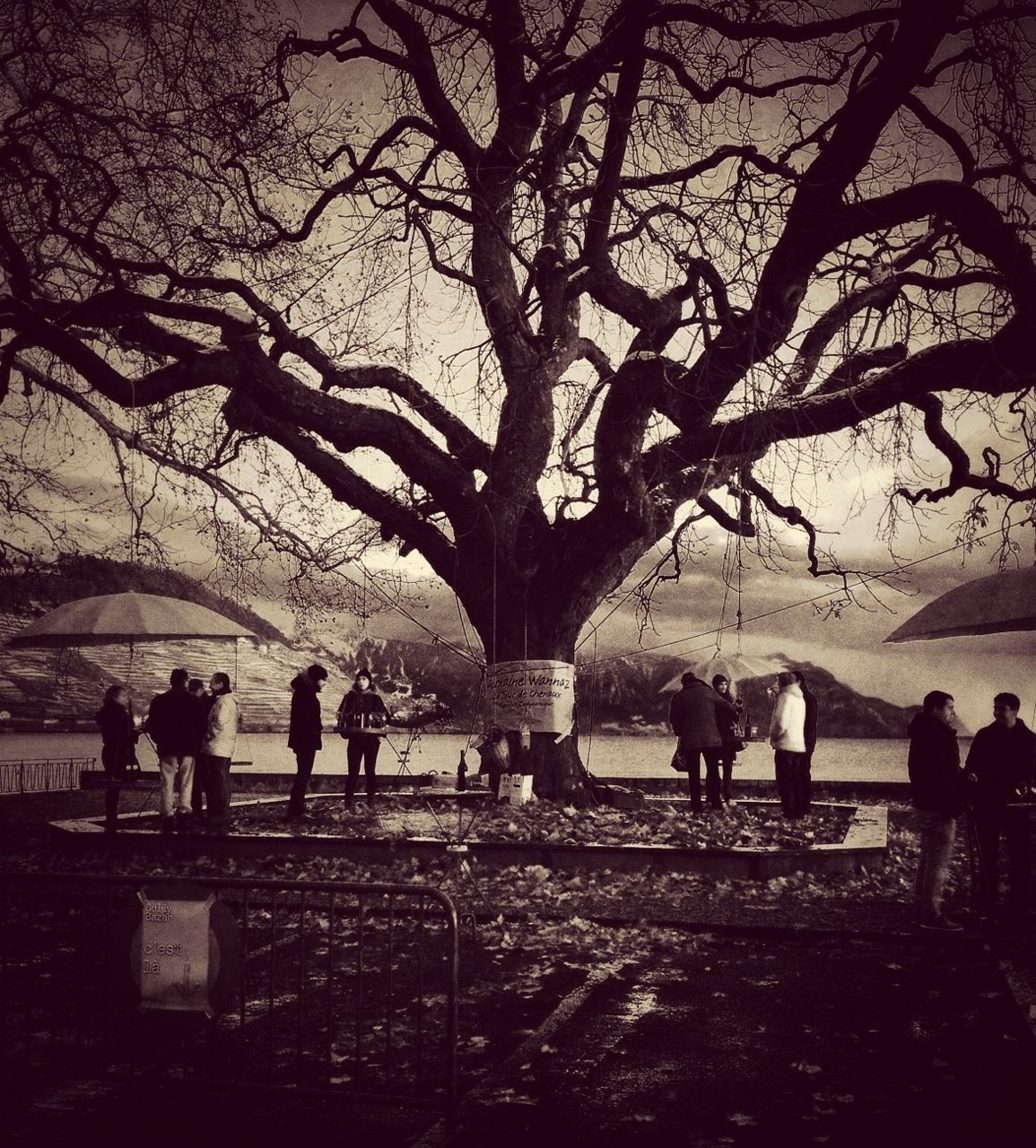 bare tree, silhouette, tree, men, lifestyles, leisure activity, person, branch, large group of people, nature, walking, medium group of people, outdoors, tourist, togetherness, sky, mixed age range, tranquility, park - man made space