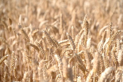 Close-up of wheat growing on field