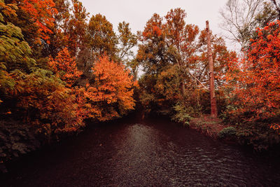 View of autumnal trees in forest during autumn