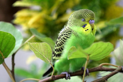 Close-up of parrot perching on tree