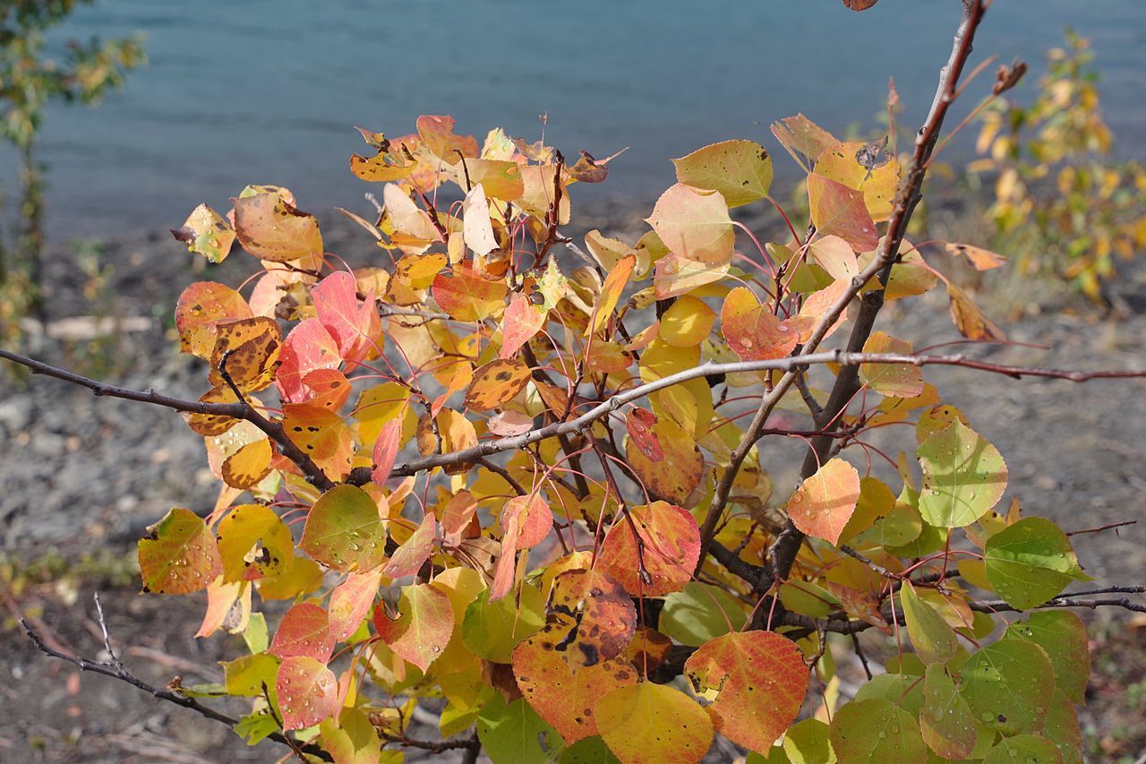 CLOSE-UP OF AUTUMN LEAVES ON BRANCH