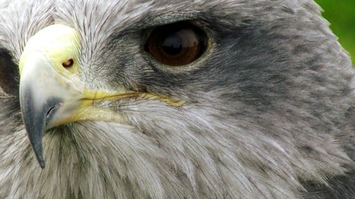 Close-up of owl