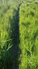 High angle view of crops growing on field