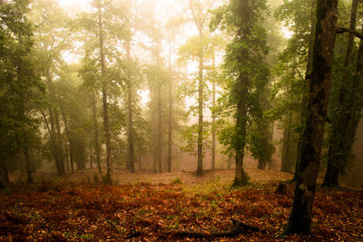 Trees in forest during autumn